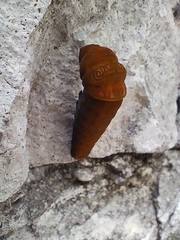 Papilio multicaudata multicaudata