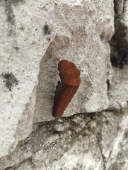 Papilio multicaudata multicaudata
