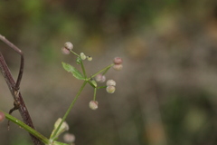 Galium