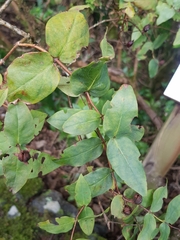 Hypericum grandifolium