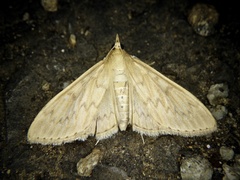 Nomis albopedalis