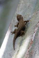 Ailuronyx seychellensis