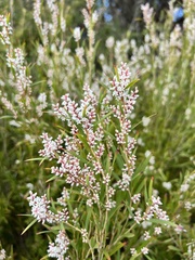 Styphelieae