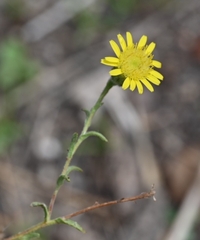 Pulicaria paludosa