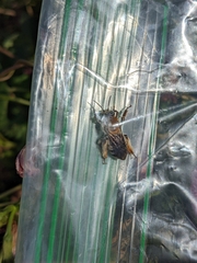 Melissodes comptoides