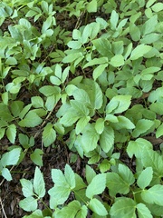 Aegopodium podagraria