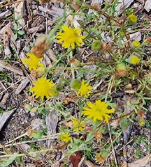 Pulicaria paludosa
