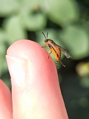 Athalia cordata