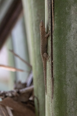 Ailuronyx seychellensis