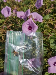 Melissodes comptoides