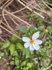 Bidens alba