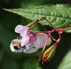 Bombus