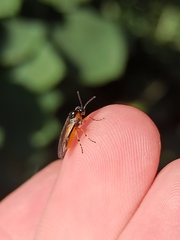 Athalia cordata