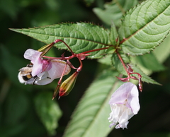 Bombus