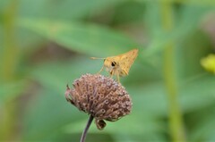 Hylephila phyleus