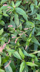 Persicaria longiseta