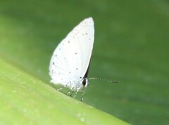 Celastrina lavendularis