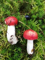 Russula emetica