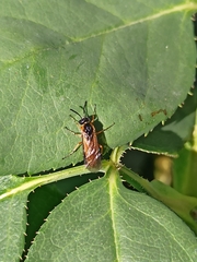 Athalia cordata