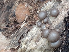 Lycogala flavofuscum