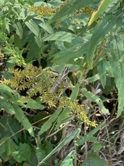 Melanoplus bivittatus