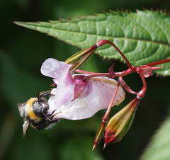 Bombus