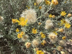 Xanthisma spinulosum