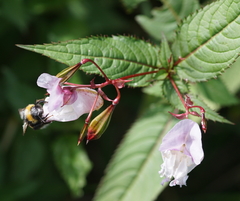 Bombus