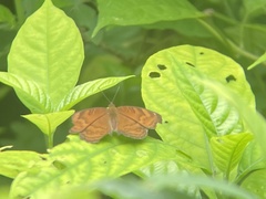 Junonia hedonia