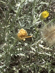 Xanthisma spinulosum