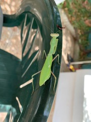 Sphodromantis viridis