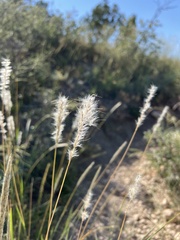 Bothriochloa laguroides
