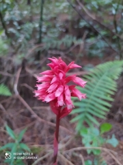Stenorrhynchos albidomaculatum