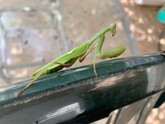 Sphodromantis viridis