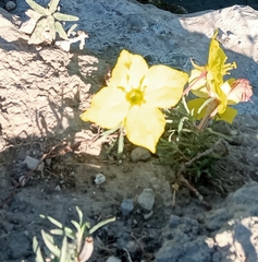 Oenothera lavandulifolia