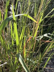 Bothriochloa laguroides