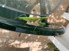 Sphodromantis viridis