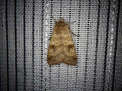 Diarsia canescens