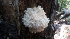 Hericium coralloides