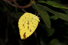 Eurema hecabe
