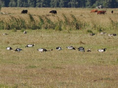 Branta leucopsis