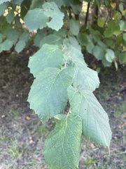 Corylus colurna