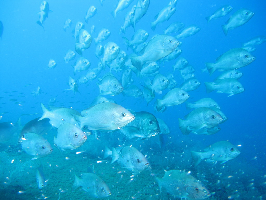 Giant Trevally