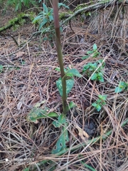 Stenorrhynchos albidomaculatum