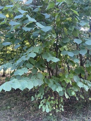 Corylus colurna