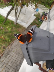 Vanessa atalanta