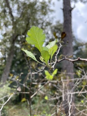 Crataegus flava