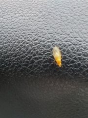 Chyromyidae