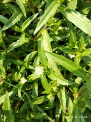 Eclipta prostrata