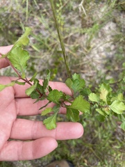 Crataegus flava